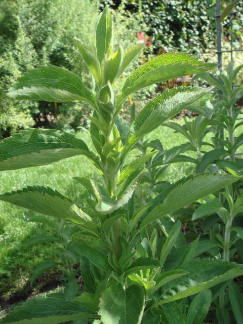 Stevia rebaudiana feuille
